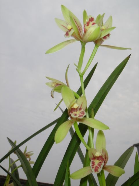 Ƭ 058.jpg