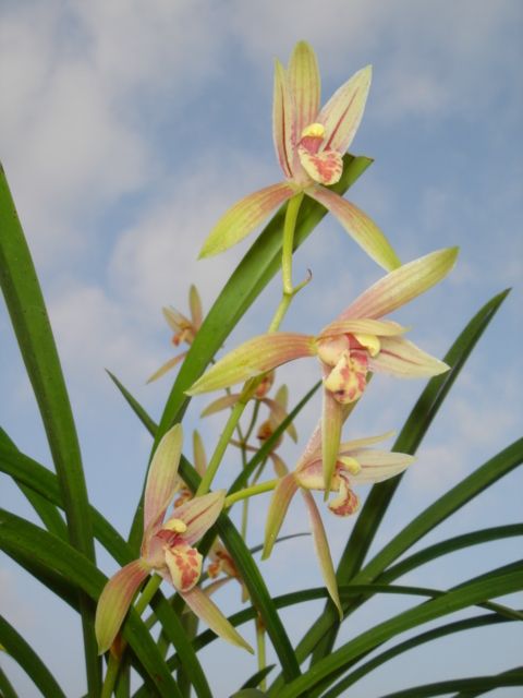 Ƭ 074.jpg