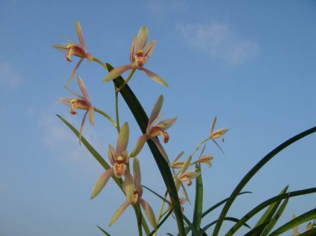 Ƭ 075.jpg