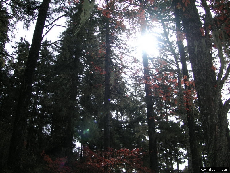 PICT0233_С.JPG
