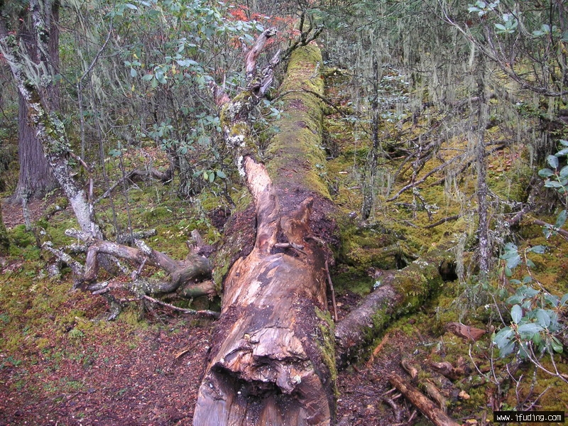 PICT0238_С.JPG